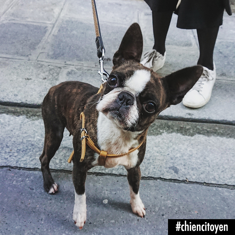 Le portrait du Boston Terrier à Paris LE CHIEN DU CITOYEN